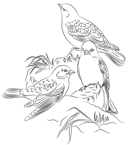 Black Winged Snowfinches  Coloring Page